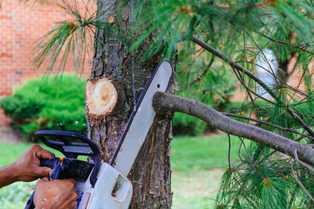 Reliable Mesquite, NV Tree Removal and Landscaping Services Solutions